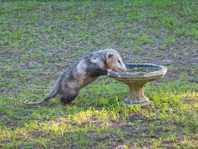do possums eat bird seed