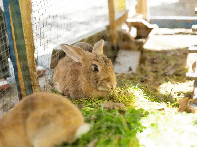 do rabbits eat bird seed