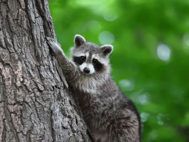do raccoons eat bird seed