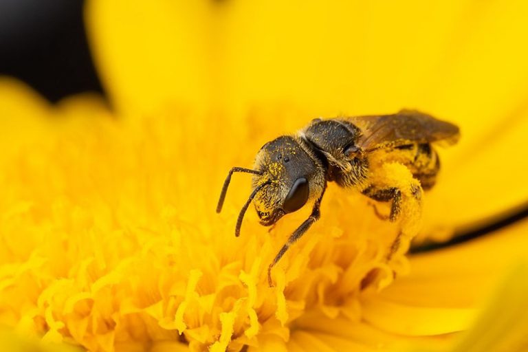 what do sweat bees eat