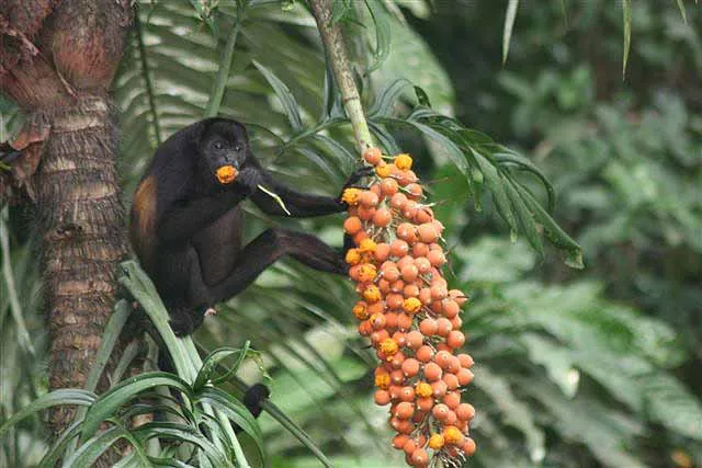 what do spider monkeys eat