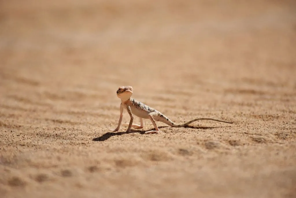 lizard in the desert