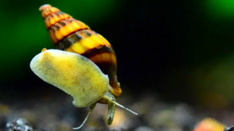 what do assassin snails eat