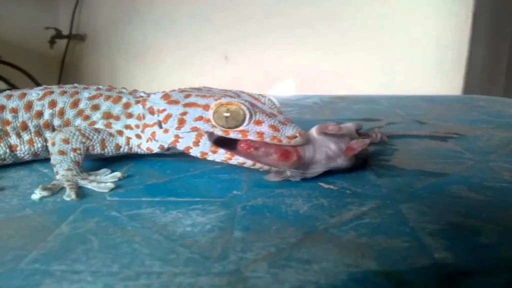 Tokay gecko feeding schedule
