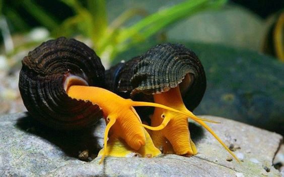 what do rabbit snails eat