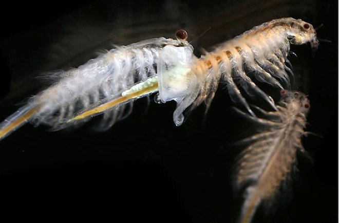 what do sea monkeys eat