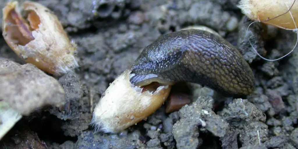 garden slug eating decaying plant matter