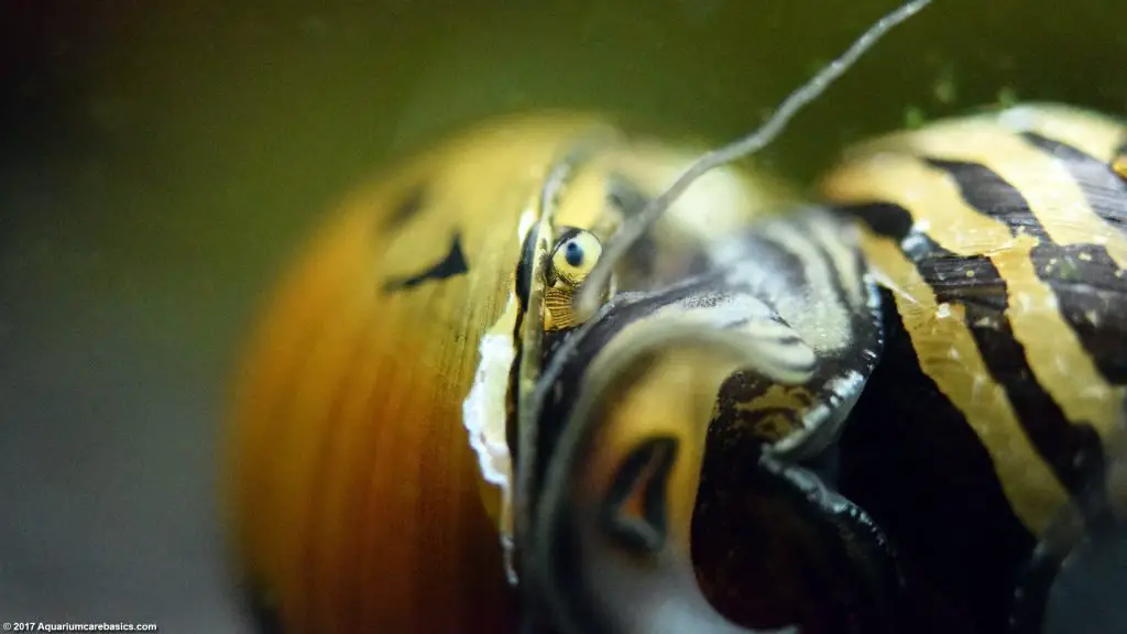 What do red racer nerite snails eat?
