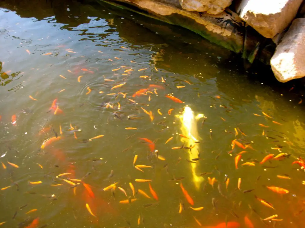 Baby Koi Fish Eating