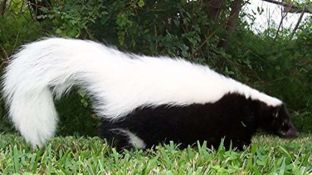 hooded skunk