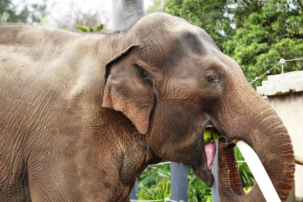 Elephant Eating watermelon