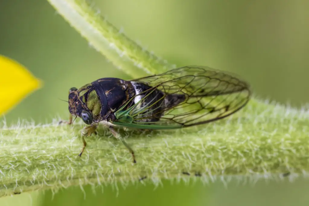 cicada on plant