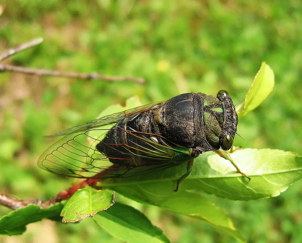cicada on plant