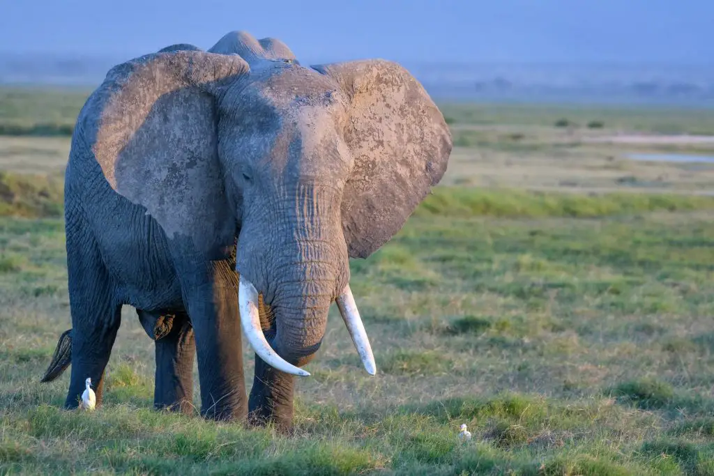 Elephant in the jungle