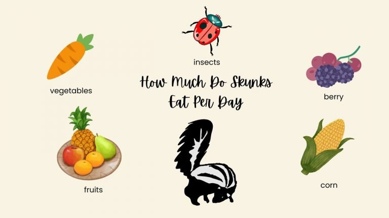 How Much Do Skunks Eat Per Day