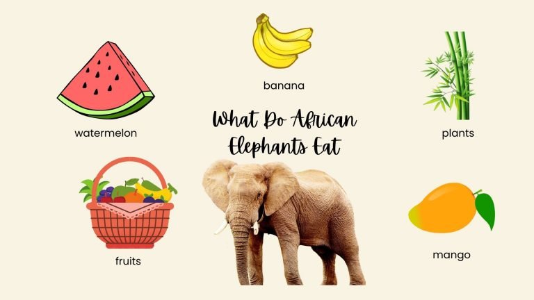 What Do African Elephants Eat