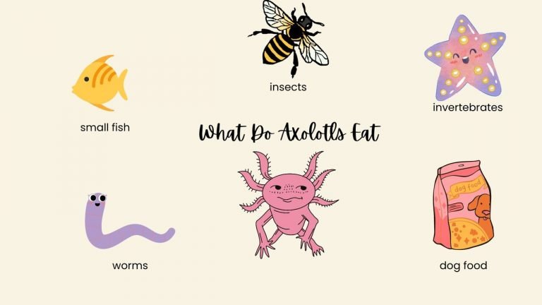 What Do Axolotls Eat A Guide to Their Diet