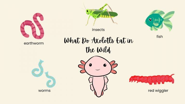 What Do Axolotls Eat in the Wild