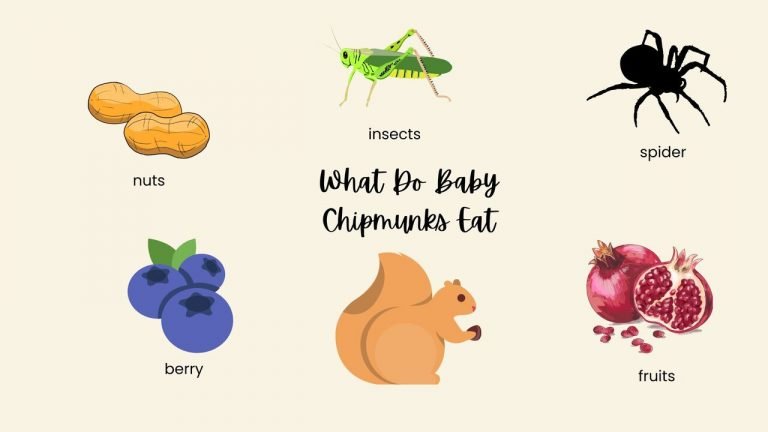 What Do Baby Chipmunks Eat