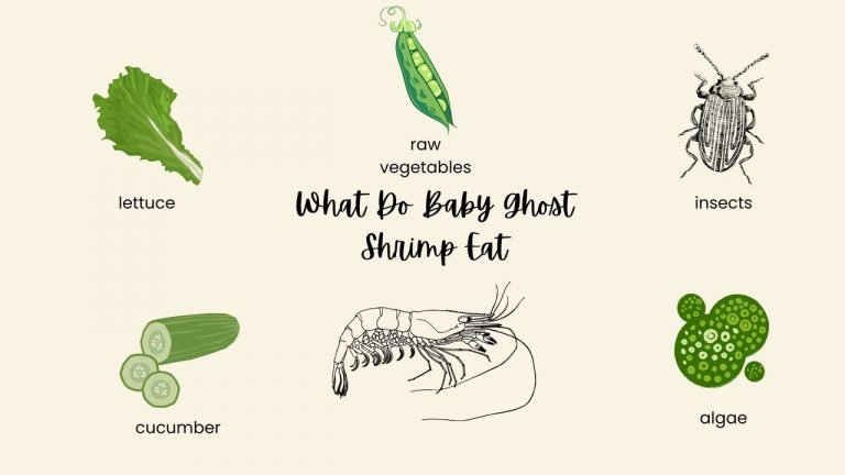 What Do Baby Ghost Shrimp Eat