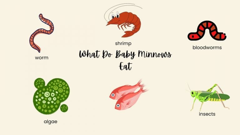 What Do Baby Minnows Eat