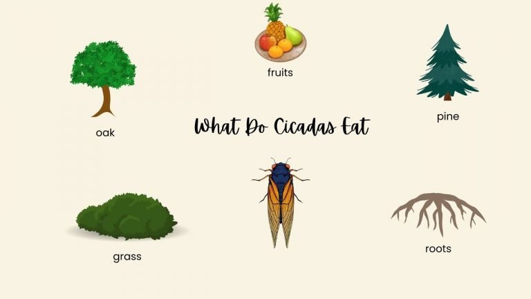 What Do Cicadas Eat