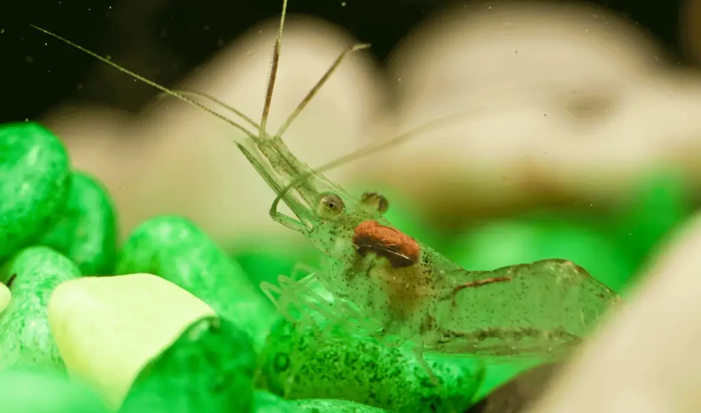 Ghost Shrimp uncovered