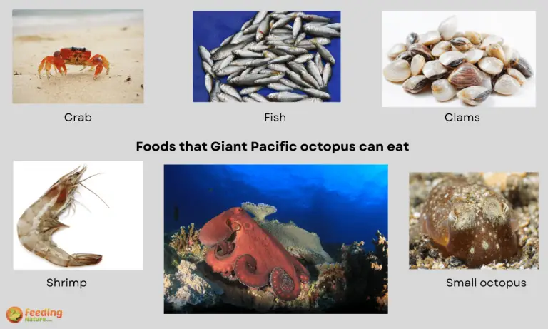 what do giant pacific octopus eat