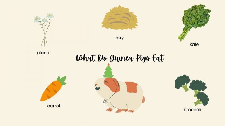 What Do Guinea Pigs Eat