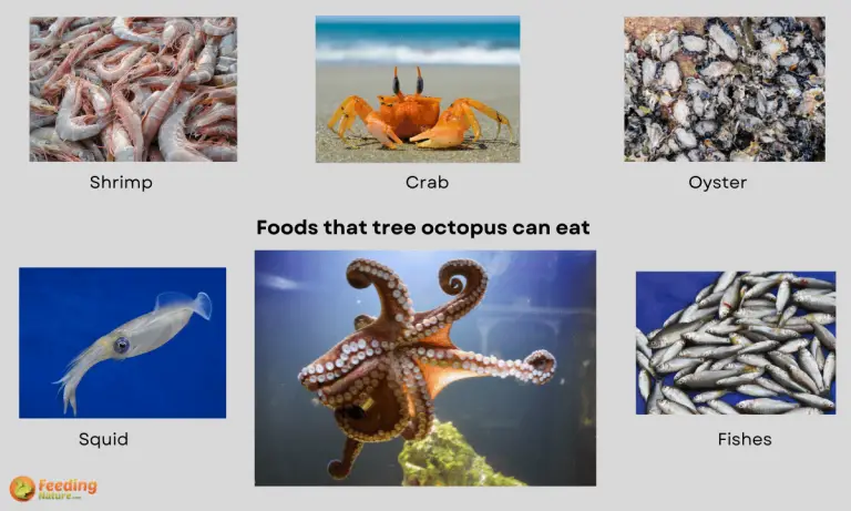 what do pet octopus eat