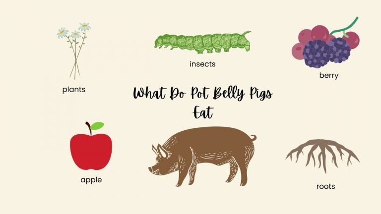 What Do Pot Belly Pigs Eat