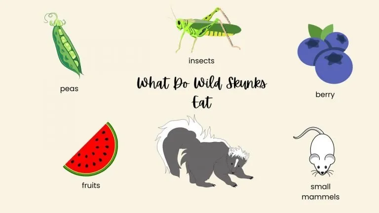 What Do Wild Skunks Eat