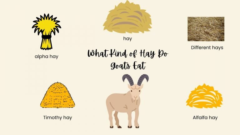 What Kind of Hay Do Goats Eat