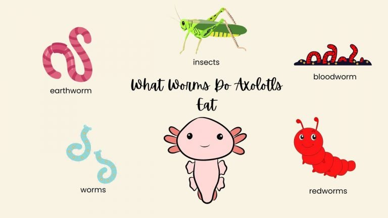 What Worms Do Axolotls Eat