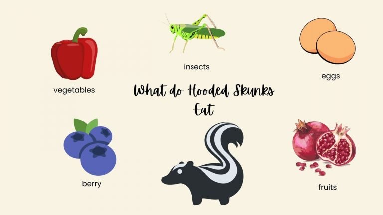 What do Hooded Skunks Eat