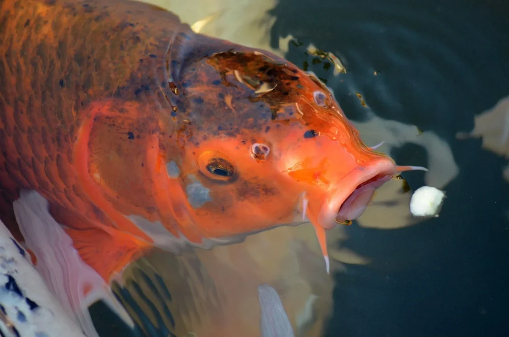 koi fish