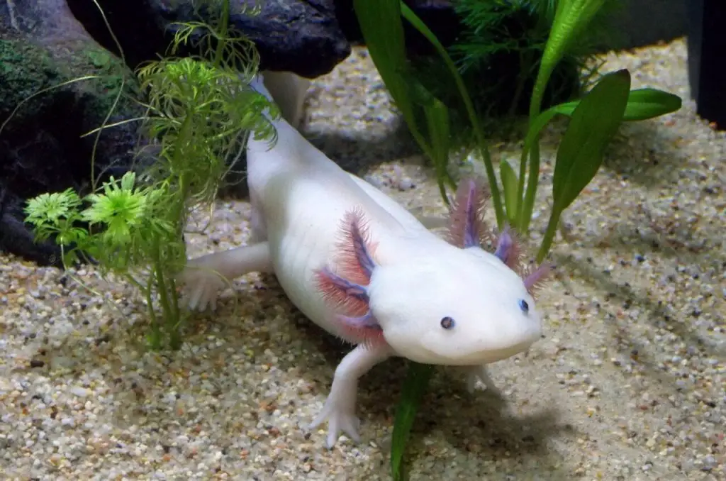 an axolotl
