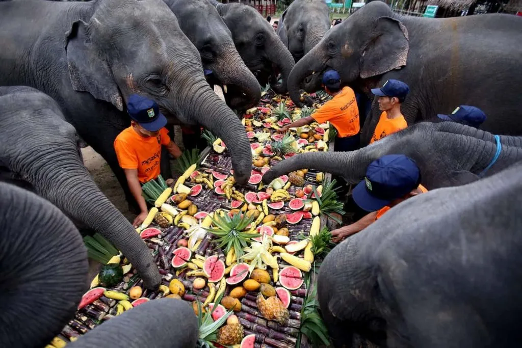 Asian elephants eating fruits