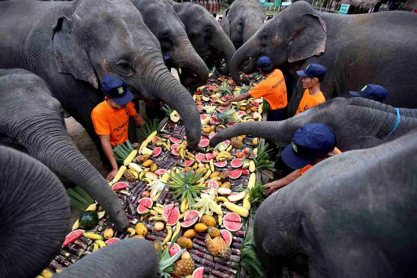 what-do-asian-elephants-eat