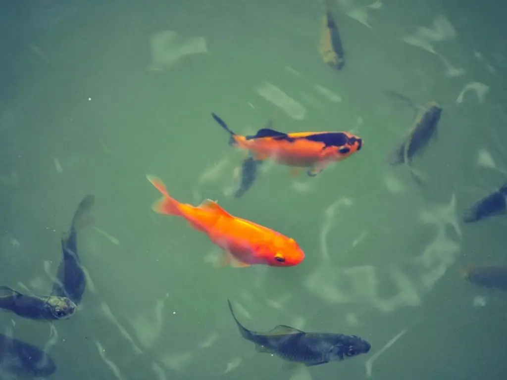 Baby Koi Fish Eating