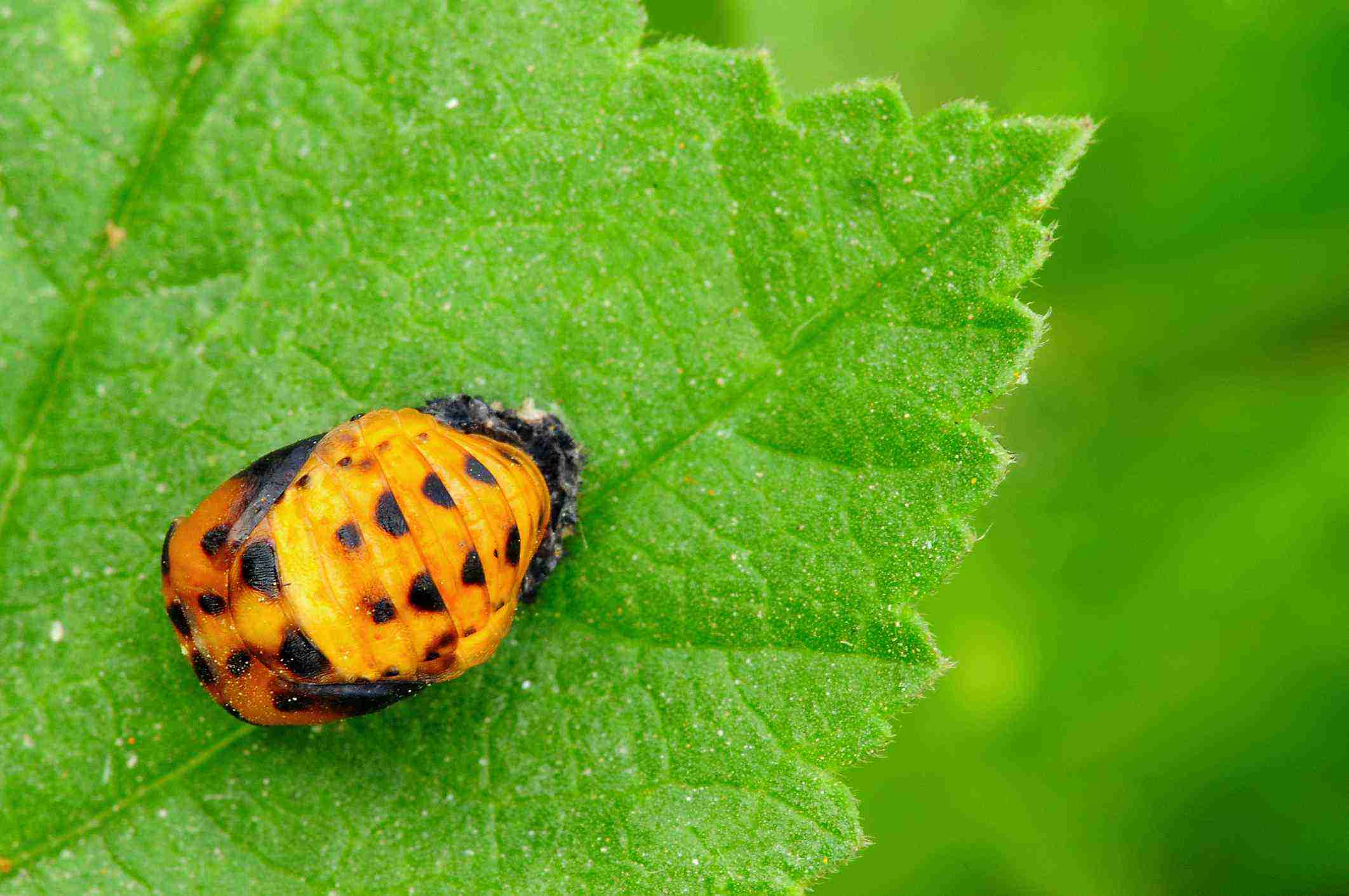 What Do Adult Ladybugs Eat?