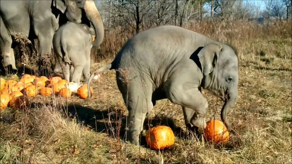 Elephant in the jungle with pumpkins