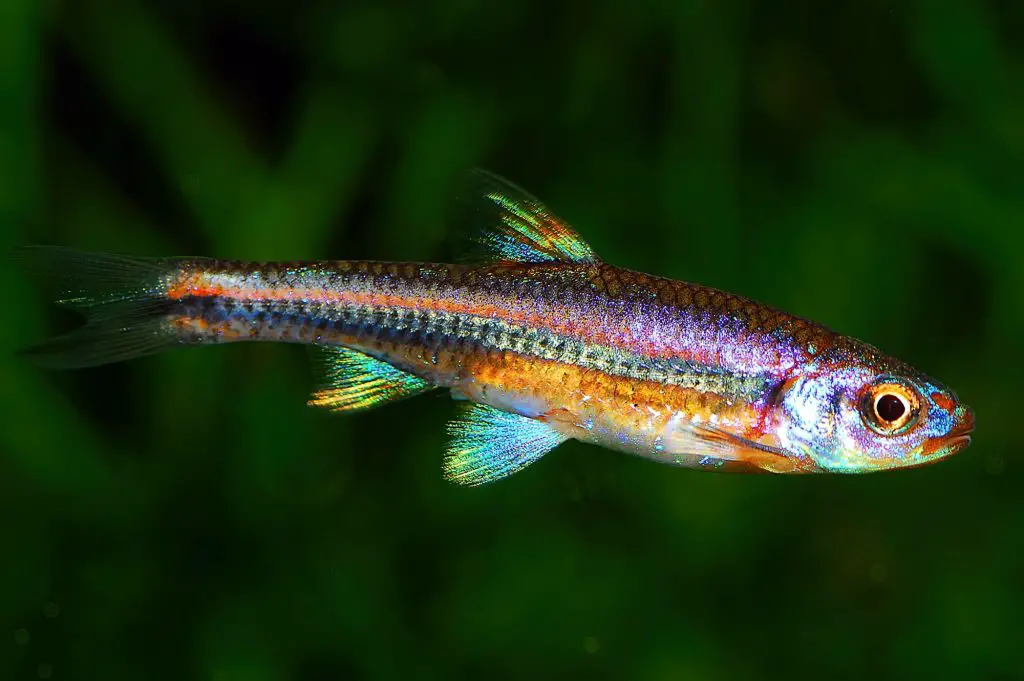 baby minnow