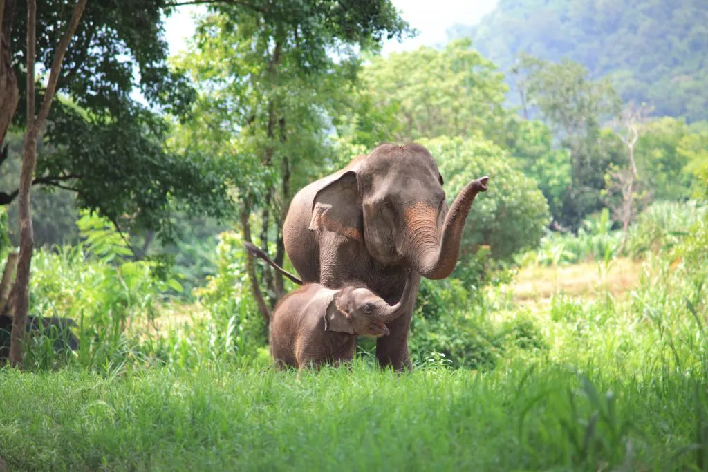 Asian elephant and baby elephant in jungle