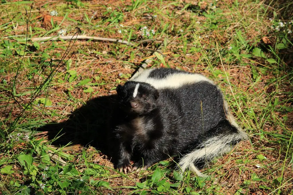 skunk in the field