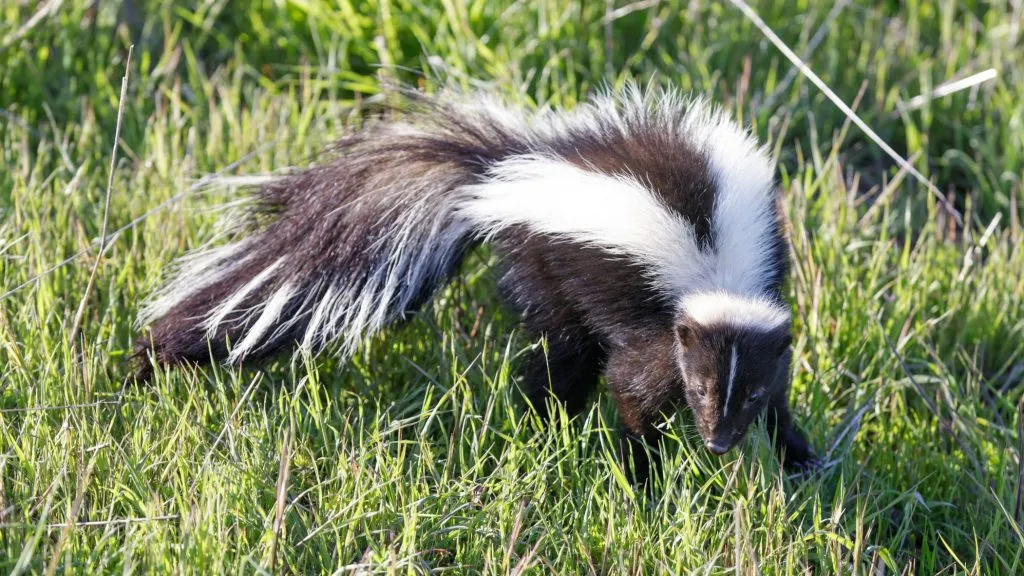 skunk in the field