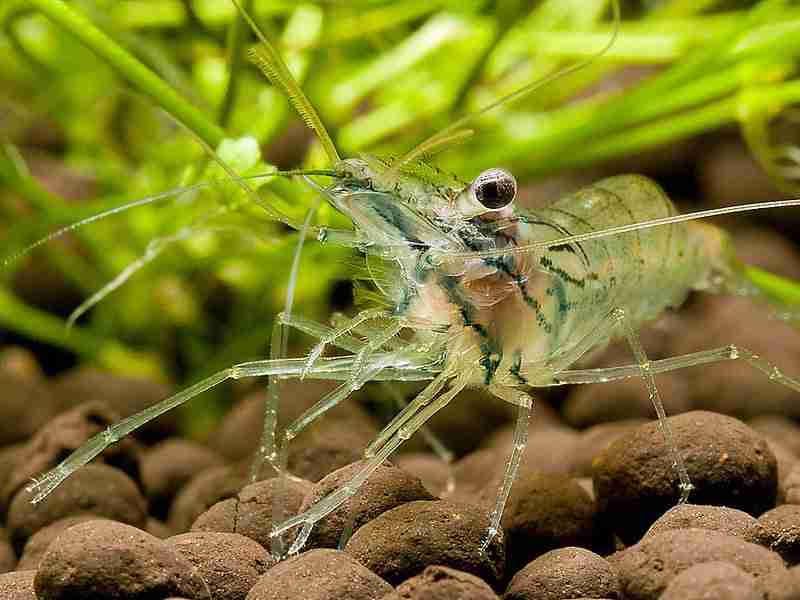 Ghost Shrimp