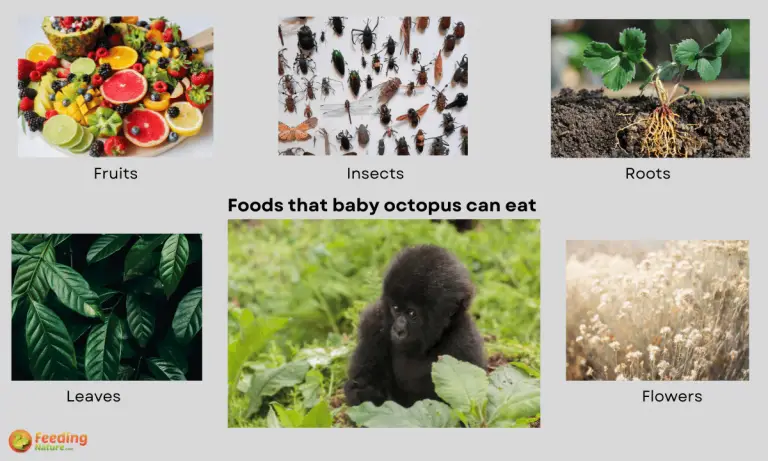 what do baby gorillas eat