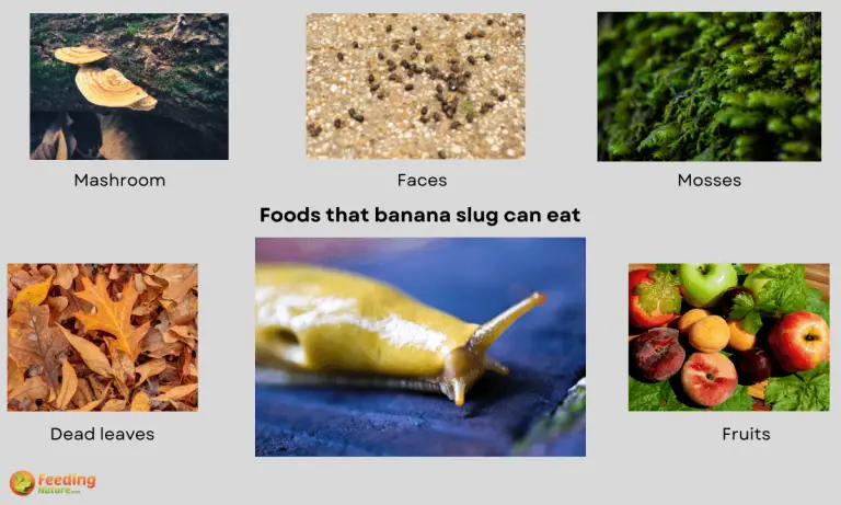 what do banana slugs eat