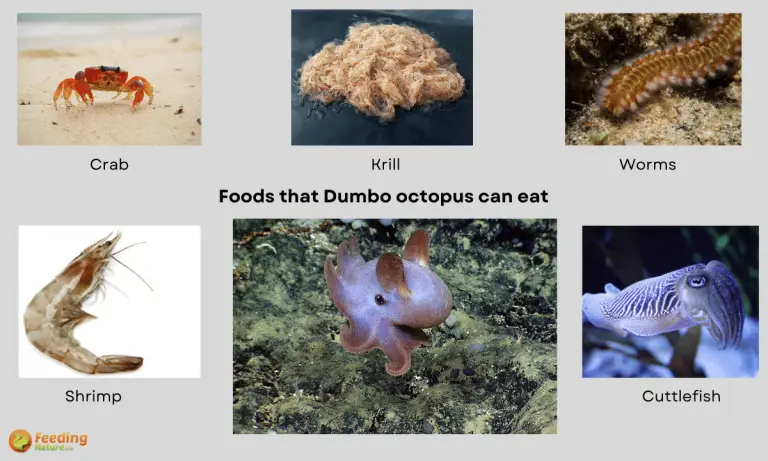 what do dumbo octopus eat